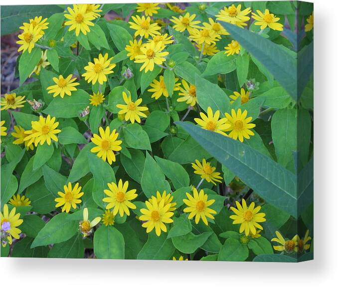 Flower Canvas Print featuring the photograph Yellow Daisies by RobLew Photography