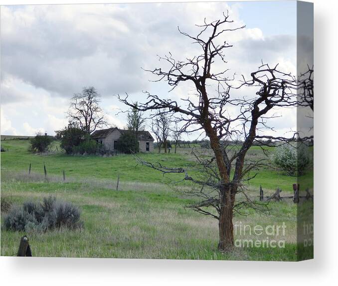  Canvas Print featuring the photograph A ghostly tree guards an abandoned house at Bluestem #1 by Charles Robinson