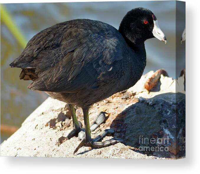 Shorebird Canvas Print featuring the photograph American Coot #1 by Natural Focal Point Photography