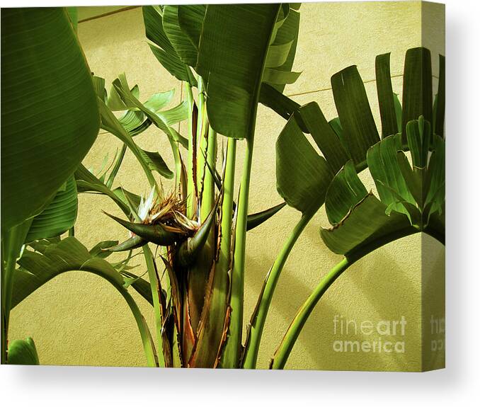 Banana Canvas Print featuring the photograph Banana Tree #1 by Susanne Van Hulst