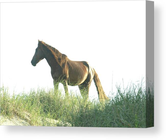 Banker Horse Canvas Print featuring the photograph Banker Horse on Dune - 2 #1 by Jeffrey Peterson