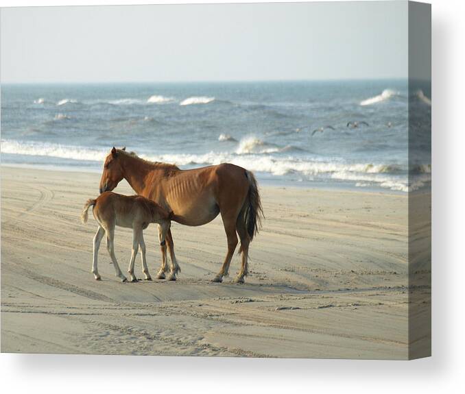 Banker Horses Canvas Print featuring the photograph Banker Horses - 7 #1 by Jeffrey Peterson