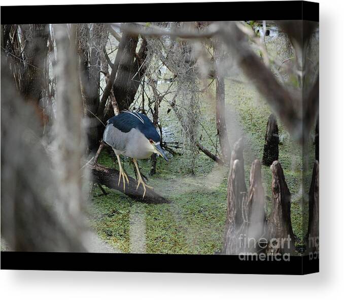 Heron Canvas Print featuring the photograph Black Crowned Night Heron by Robert Meanor