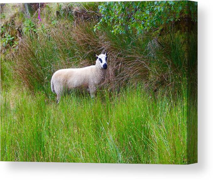 Black Eyed Sheep Canvas Print featuring the photograph Black eyed sheep by Sue Morris