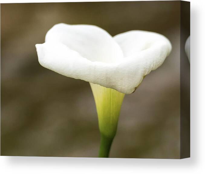 Calla Canvas Print featuring the photograph Calla Lily #1 by Tam Ryan