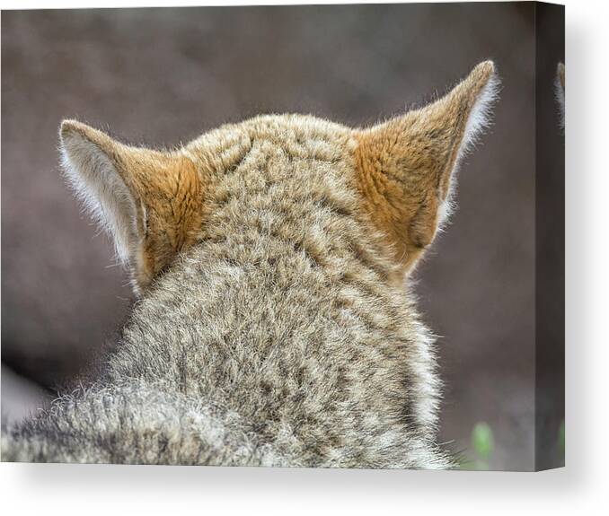 Coyote Canvas Print featuring the photograph Coyote #1 by Tam Ryan