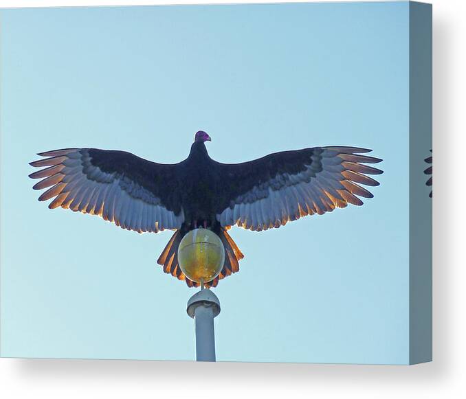 Turkey Vulture Canvas Print featuring the photograph DB6347 Turkey Vulture on our Flagpole #1 by Ed Cooper Photography