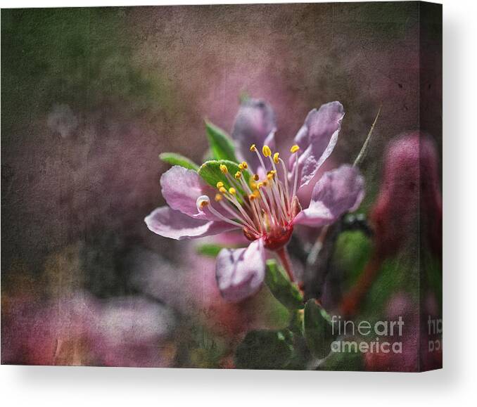 Desert Canvas Print featuring the photograph Desert Peach #1 by Dianne Phelps