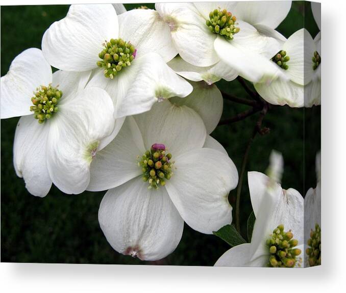 Dogwood Canvas Print featuring the photograph Dogwood Branch by Carol Sweetwood