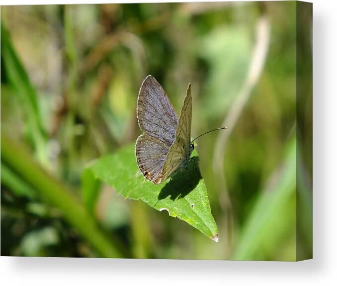 Nature Canvas Print featuring the photograph Eastern Tailed Blue Butterfly #1 by Peggy King