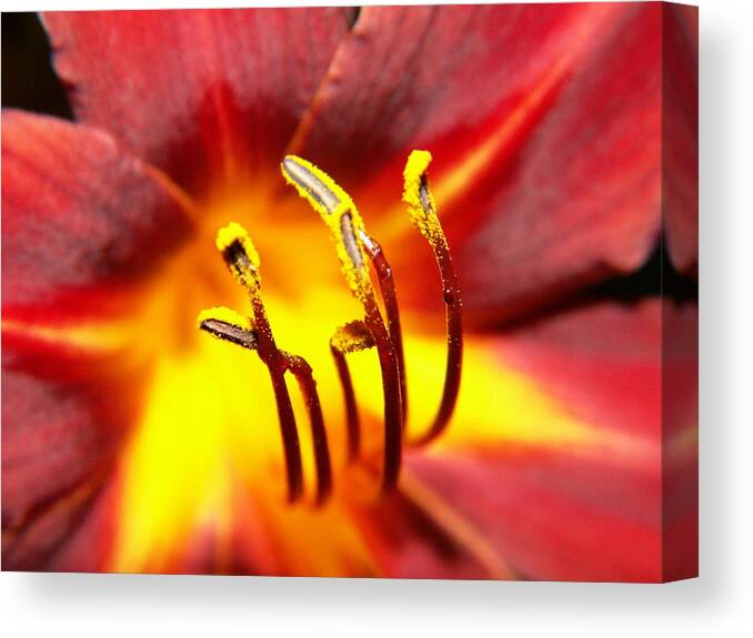 Flower Canvas Print featuring the photograph Fire Lily 3 by Amy Fose