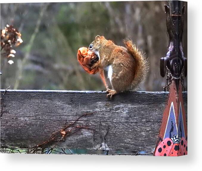 Squirrel Canvas Print featuring the photograph Hard at Work #1 by Betty-Anne McDonald
