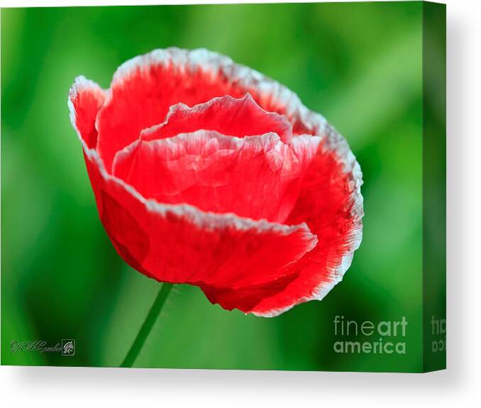 Mccombie Canvas Print featuring the photograph Iceland Poppy from the Garden Gnome Mix #5 by J McCombie