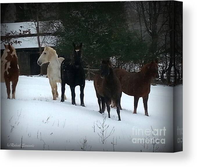 Horses Canvas Print featuring the photograph It Snowed #1 by Rabiah Seminole