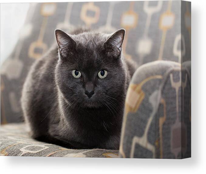 Cat Canvas Print featuring the photograph Jeff the Cat #1 by Susan Stone
