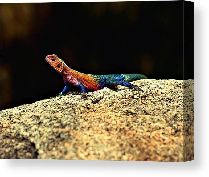 Lizard Canvas Print featuring the photograph Lizard #1 by Jackie Russo
