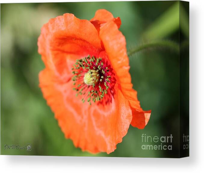 Mccombie Canvas Print featuring the photograph Orange Wild Flanders Poppy #4 by J McCombie