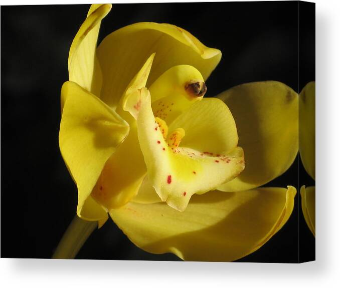Orchid Canvas Print featuring the photograph Orchid Macro #1 by Alfred Ng