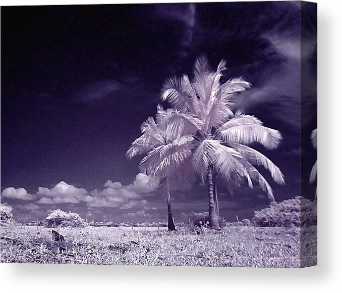 Infrared Canvas Print featuring the photograph Palms #1 by Galeria Trompiz