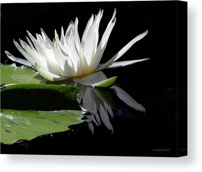 Water Lily Canvas Print featuring the photograph Quiet Reflections #1 by John Lautermilch