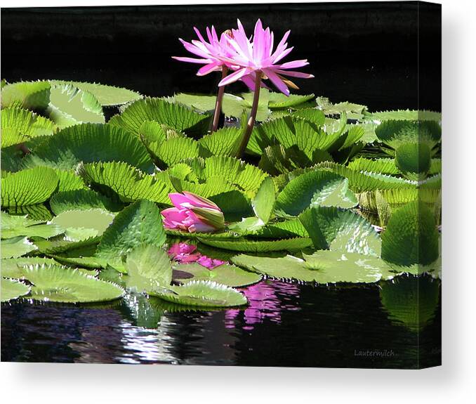Water Lilies Canvas Print featuring the photograph Reflections of Beauty #1 by John Lautermilch