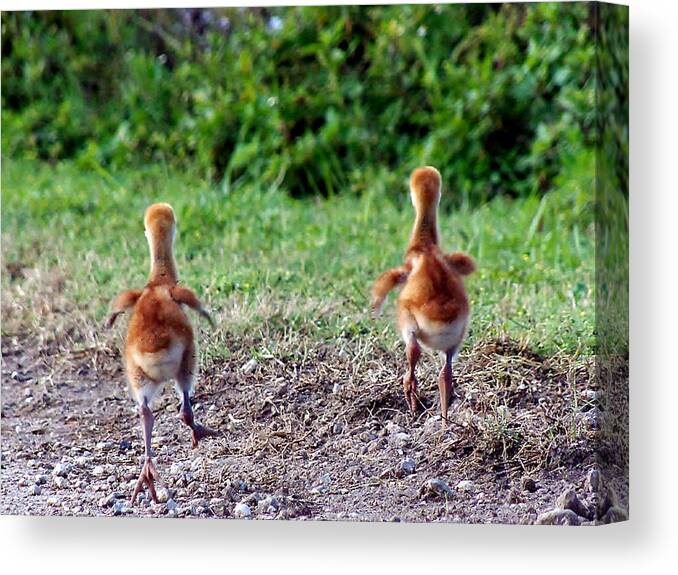 Animals Canvas Print featuring the photograph Sandhill Crane Chicks 000 #1 by Christopher Mercer