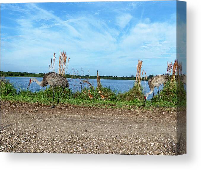 Parks And Preserves Canvas Print featuring the photograph Sandhill Crane Family #1 by Christopher Mercer
