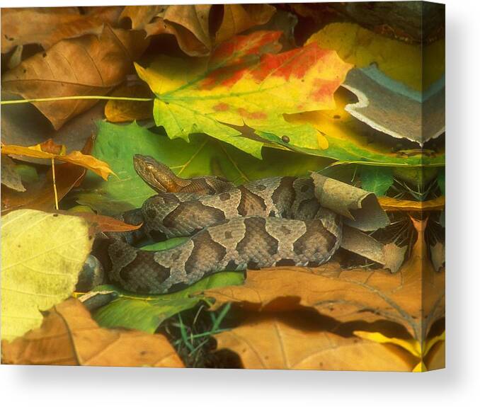 Snake Canvas Print featuring the photograph Snake #1 by Mariel Mcmeeking