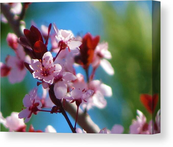 Spring Canvas Print featuring the photograph Spring Blossoms #1 by Vijay Sharon Govender