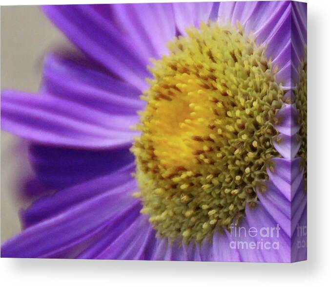 Flower Canvas Print featuring the photograph Springtime by Linda Shafer