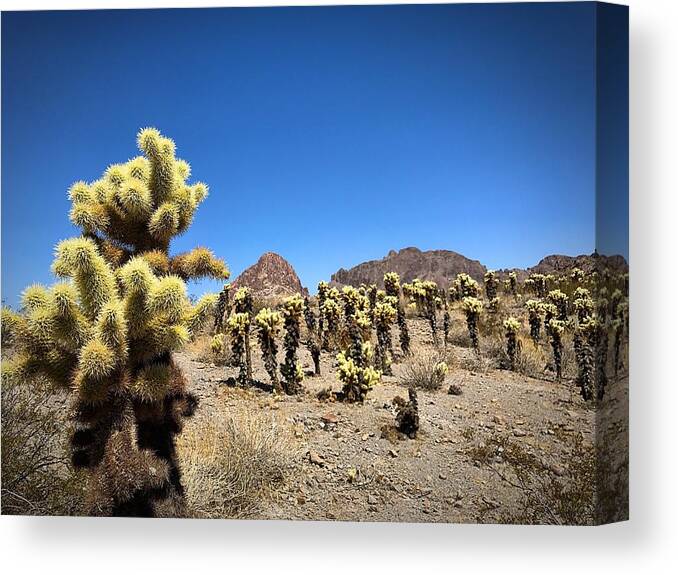 Cactus Canvas Print featuring the photograph The Gathering #1 by Brad Hodges