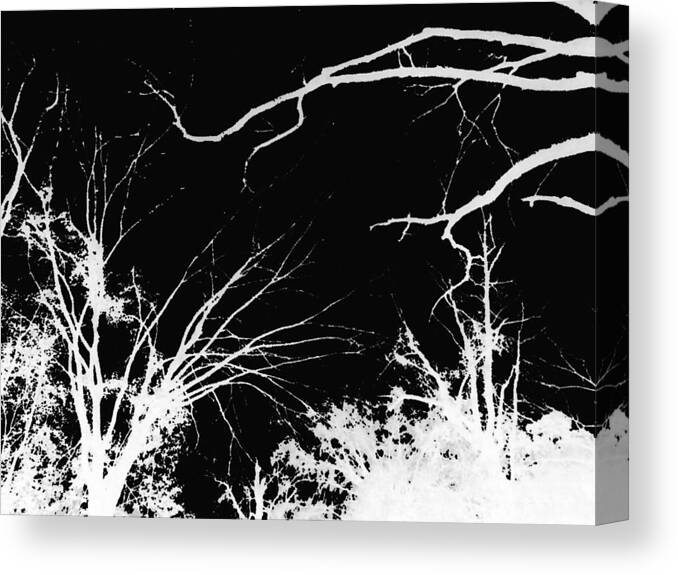 Digital Canvas Print featuring the photograph Tree Tops #1 by Max Mullins