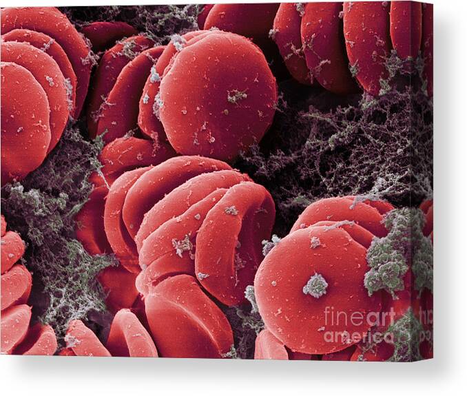 Science Canvas Print featuring the photograph Human Red Blood Cells, Sem #10 by Ted Kinsman
