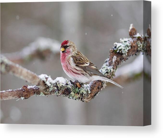 Lehtokukka Canvas Print featuring the photograph Common redpoll #13 by Jouko Lehto