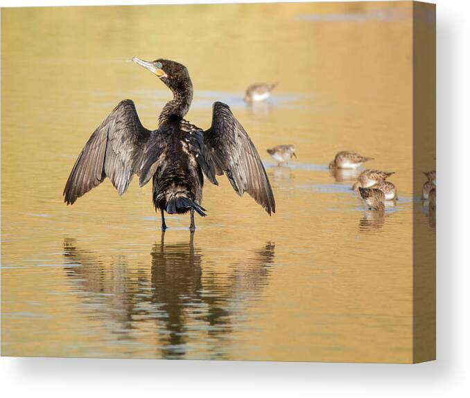 Neotropic Canvas Print featuring the photograph Neotropic Cormorant #14 by Tam Ryan