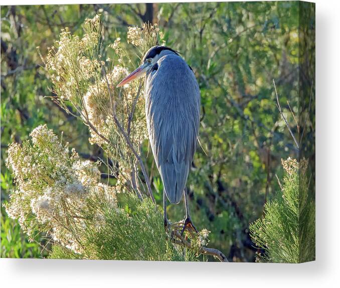 Great Canvas Print featuring the photograph Great Blue Heron #16 by Tam Ryan