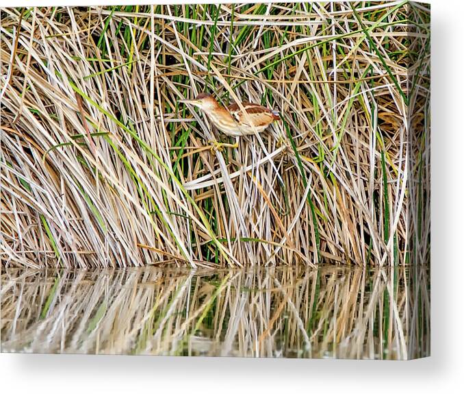 Least Canvas Print featuring the photograph Least Bittern #16 by Tam Ryan