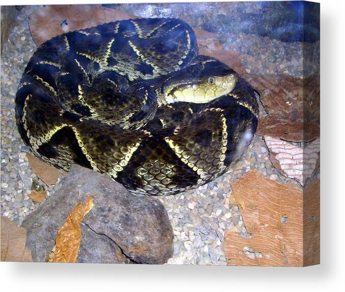 Snake Canvas Print featuring the photograph Snake #17 by Mariel Mcmeeking