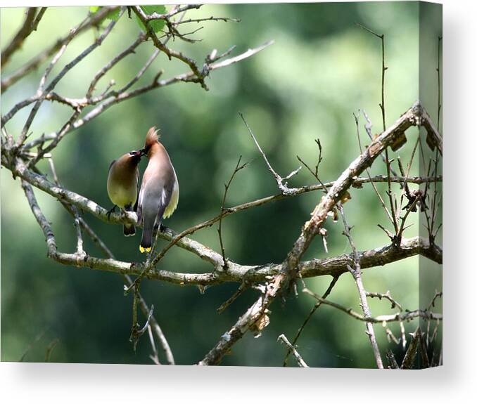 Nature Canvas Print featuring the photograph Cedar Waxwing #2 by Jack R Brock