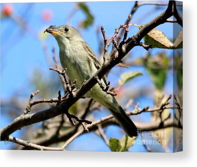 Mccombie Canvas Print featuring the photograph Eastern Wood-Pewee #2 by J McCombie