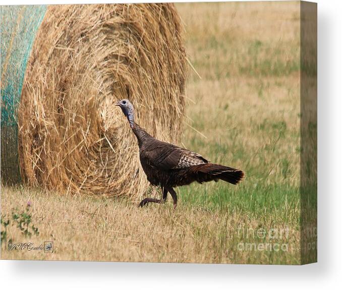 Mccombie Canvas Print featuring the photograph Female Eastern Wild Turkey #2 by J McCombie
