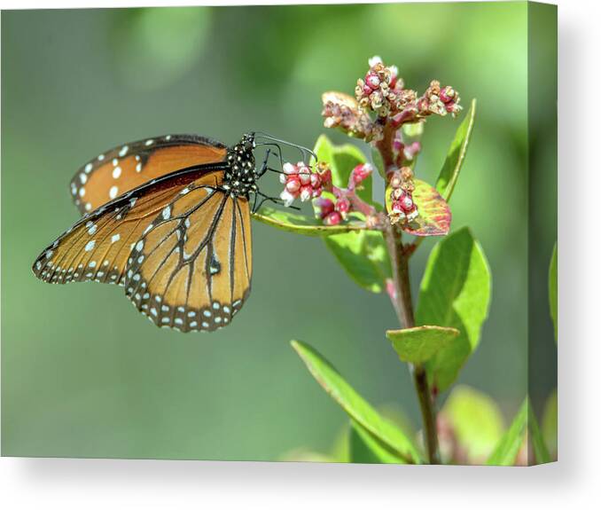 Queen Canvas Print featuring the photograph Queen Butterfly #2 by Tam Ryan
