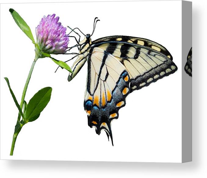 Tiger Swallowtail Butterfly Canvas Print featuring the photograph Tiger Swallowtail Butterfly by Holden The Moment