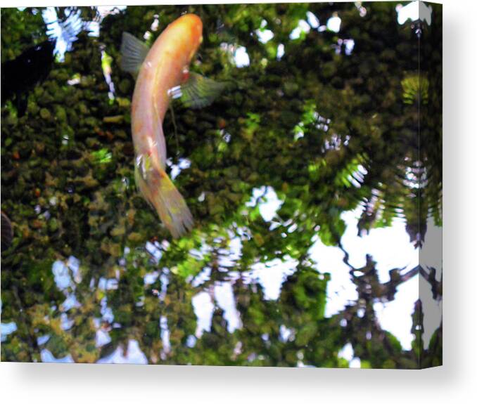 Fish Canvas Print featuring the photograph Swedish Coy by Kathy Corday