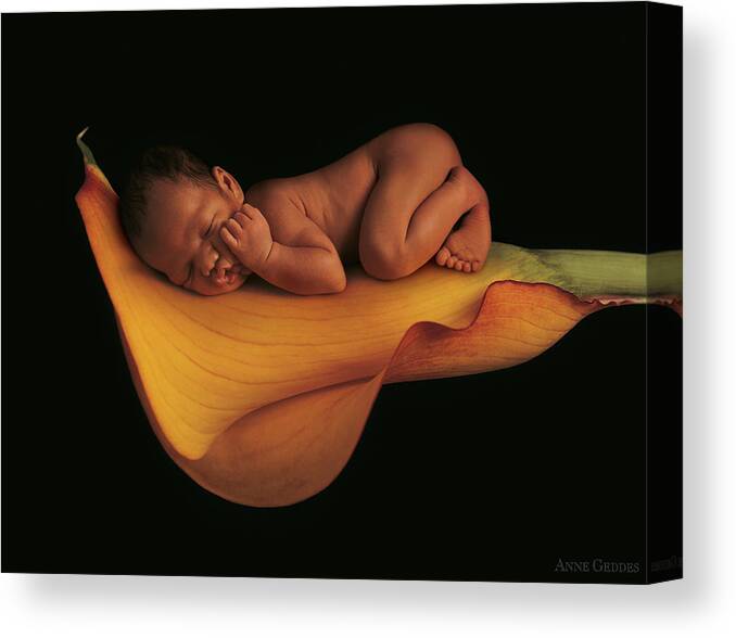 Calla Lily Canvas Print featuring the photograph Sleeping on a Calla Lily by Anne Geddes