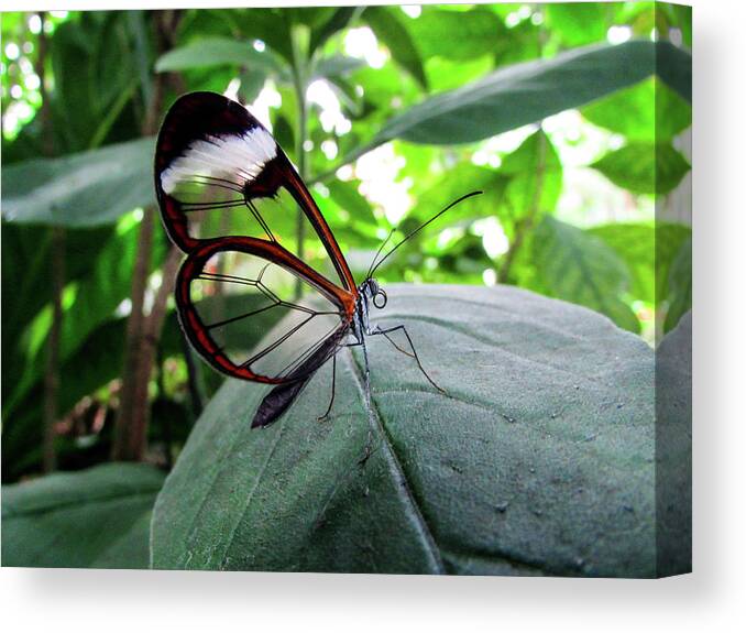 Butterfly Canvas Print featuring the photograph Butterfly #3 by Cesar Vieira