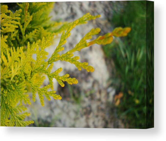 Close Up Canvas Print featuring the digital art Close Up #3 by Maye Loeser