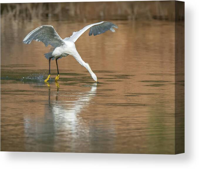 Snowy Canvas Print featuring the photograph Snowy Egret Fishing #3 by Tam Ryan