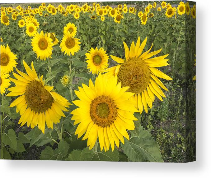 Agriculture Canvas Print featuring the photograph Sunflowers #3 by Josef Pittner