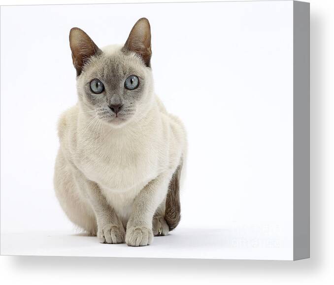 Cat Canvas Print featuring the photograph Tonkinese Cat #3 by Jean-Michel Labat